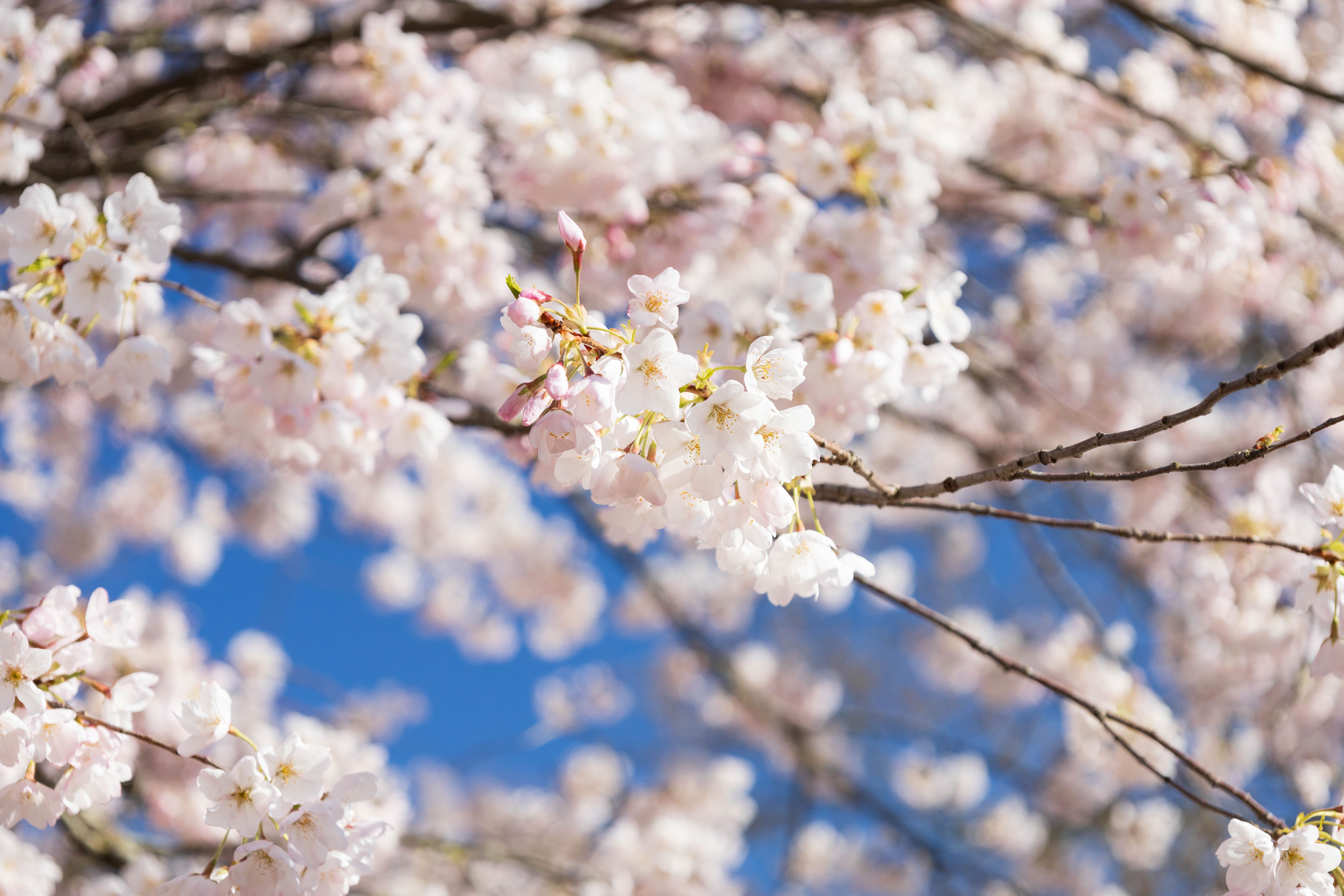 Cherry Blossom