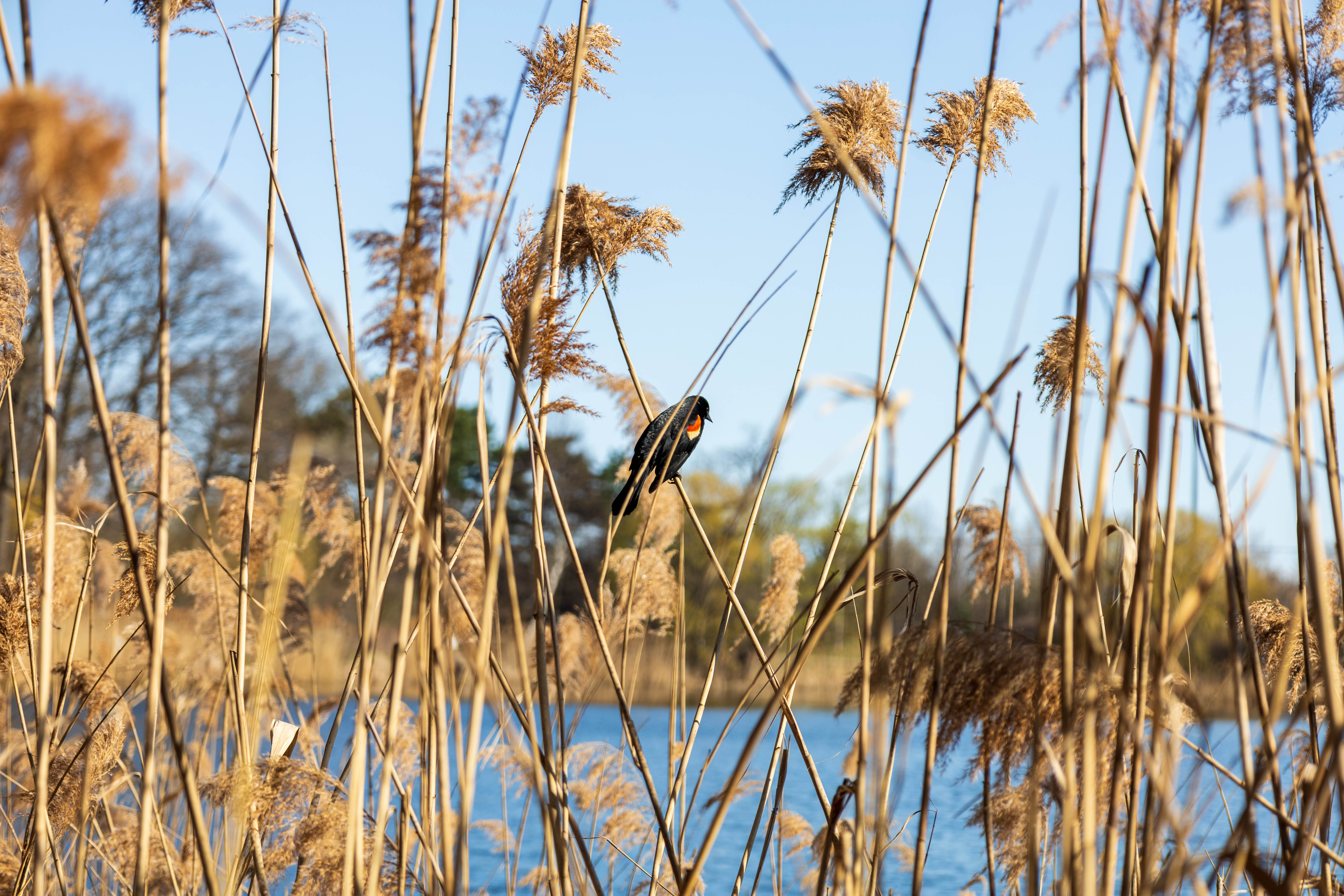 A bird